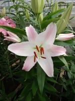 [4208 Pink Secret No02.JPG]